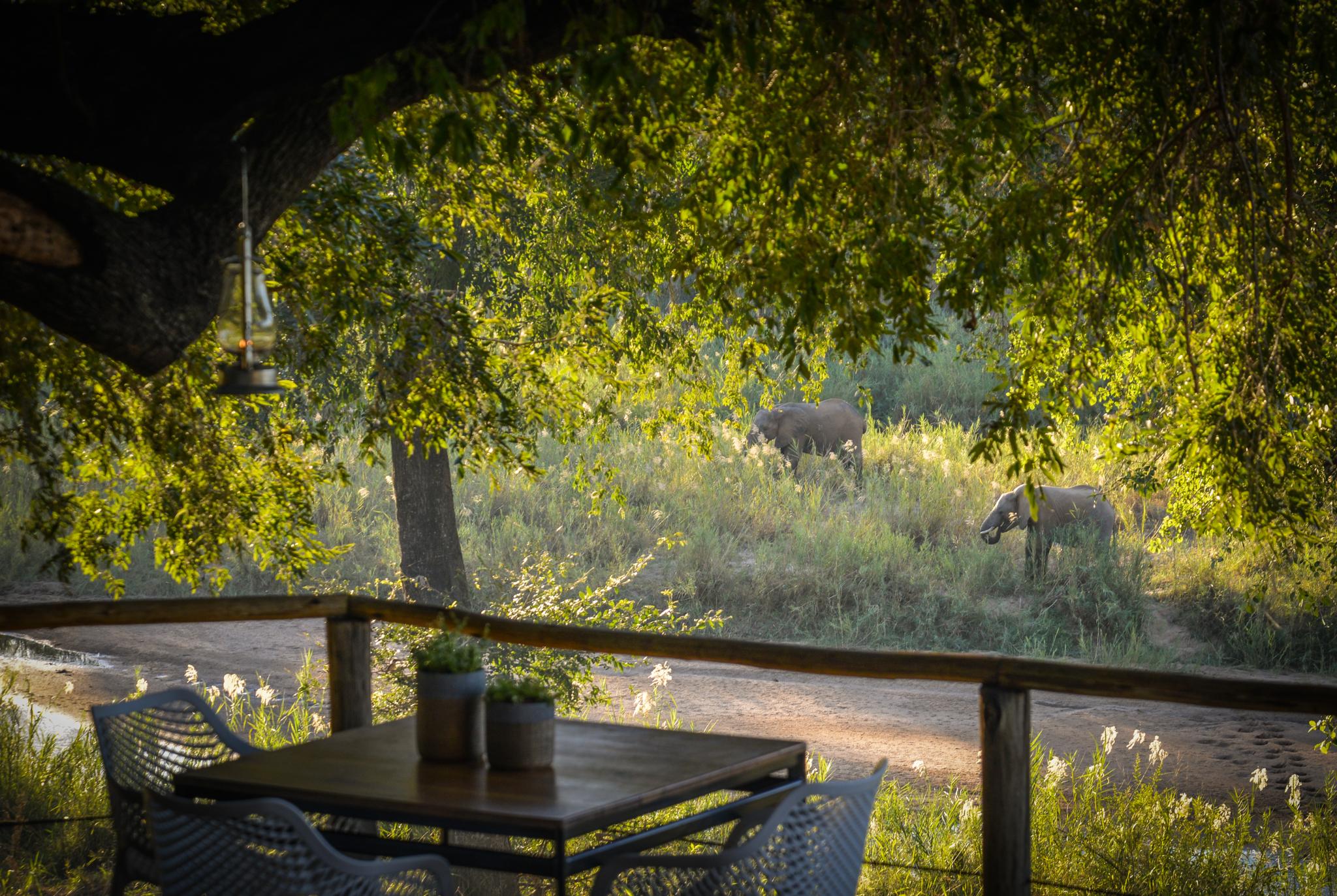 Lion Sands Narina Lodge Sabi Sand Game Reserve Buitenkant foto