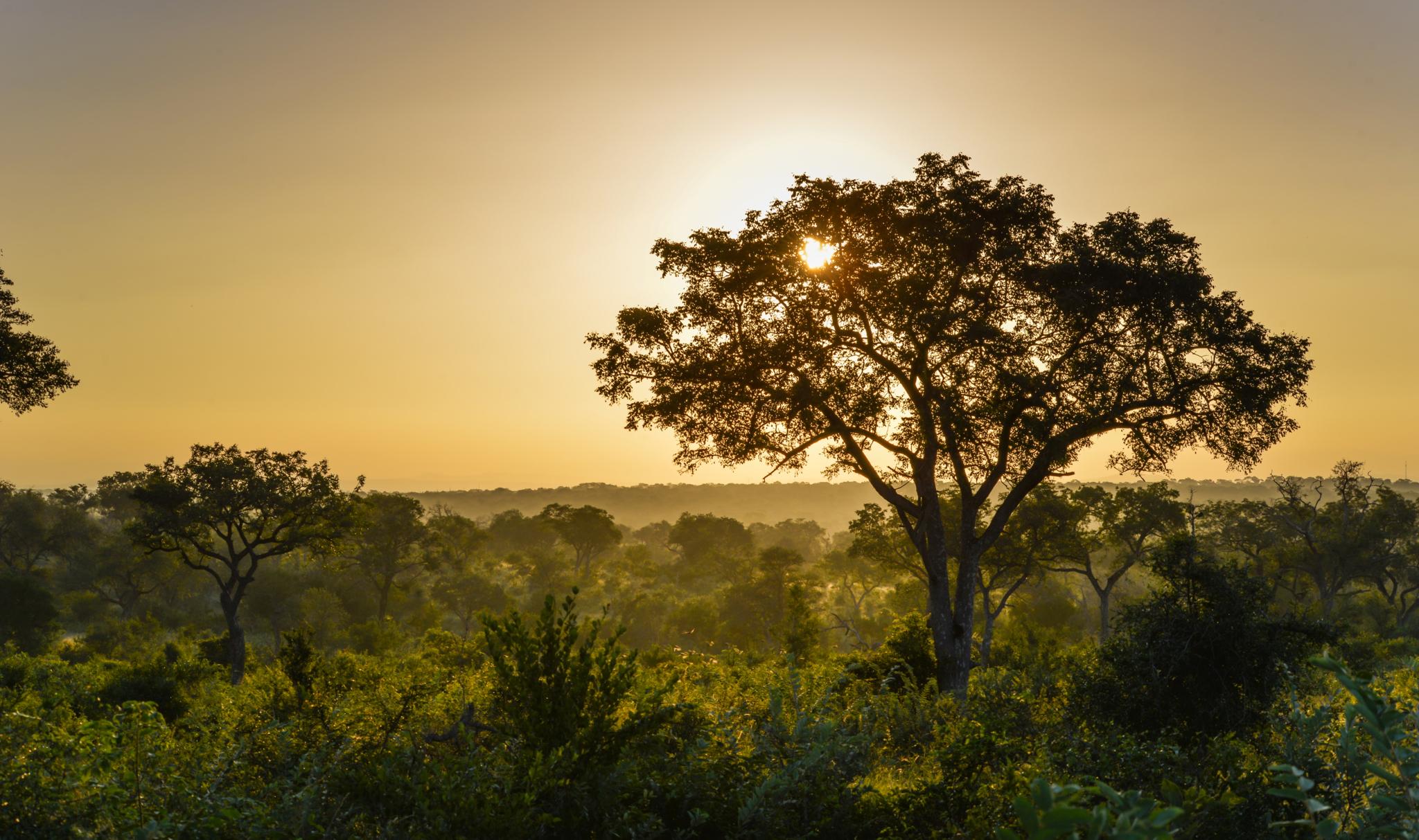 Lion Sands Narina Lodge Sabi Sand Game Reserve Buitenkant foto