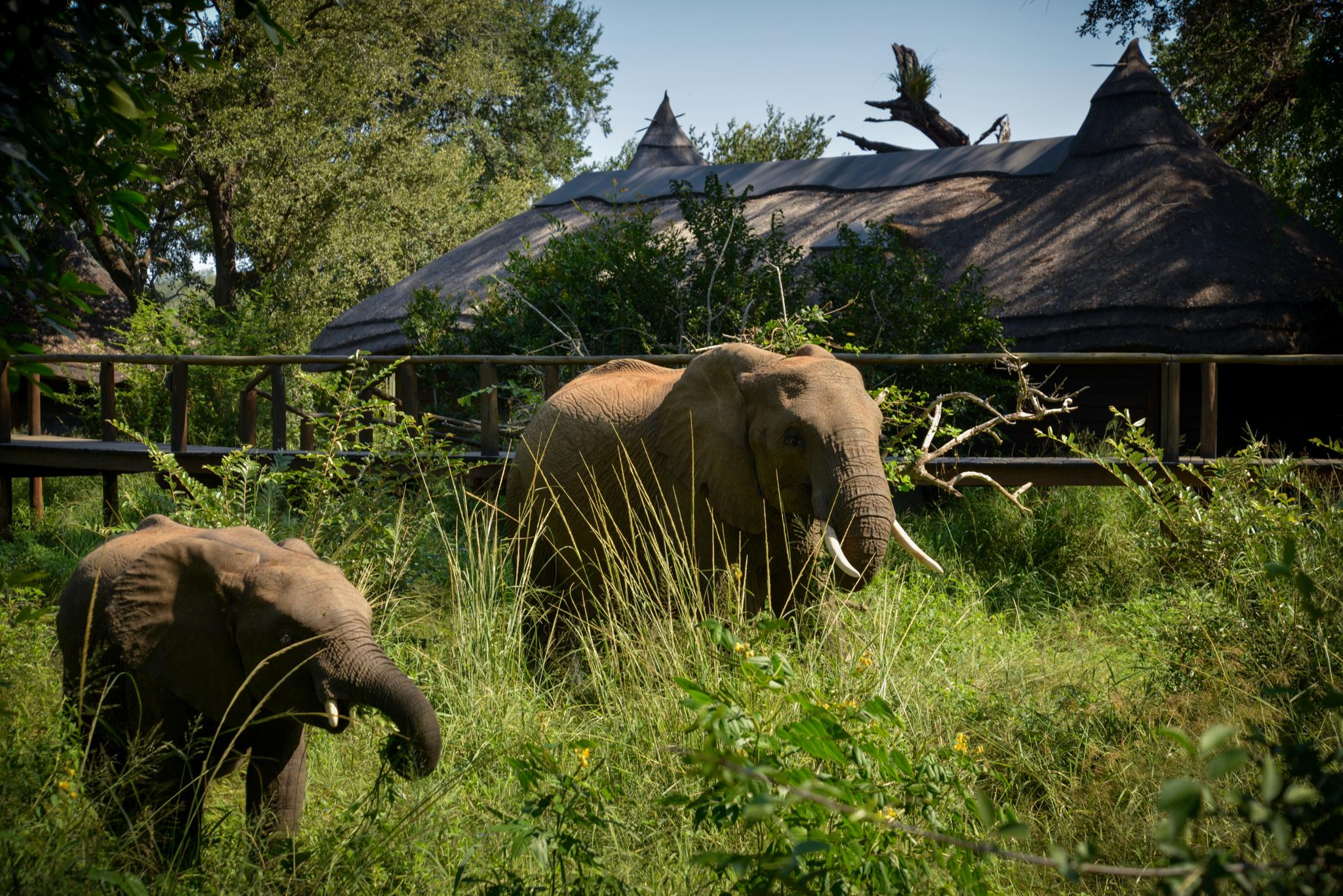 Lion Sands Narina Lodge Sabi Sand Game Reserve Buitenkant foto