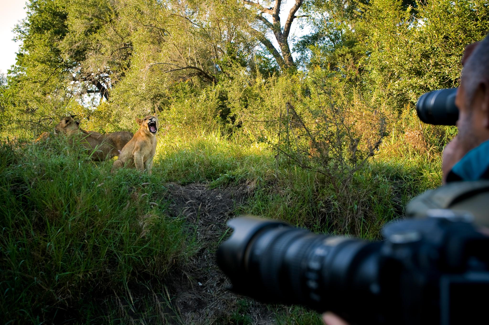 Lion Sands Narina Lodge Sabi Sand Game Reserve Buitenkant foto