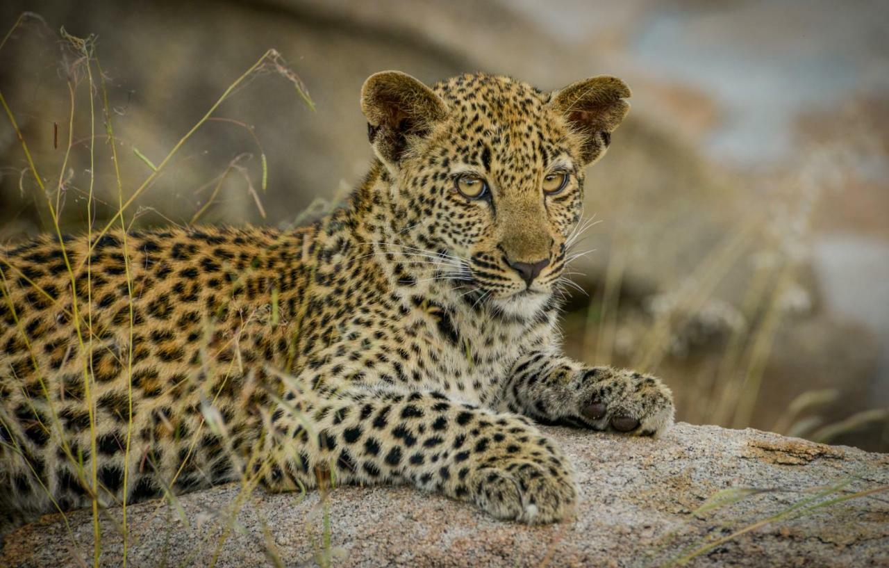 Lion Sands Narina Lodge Sabi Sand Game Reserve Buitenkant foto