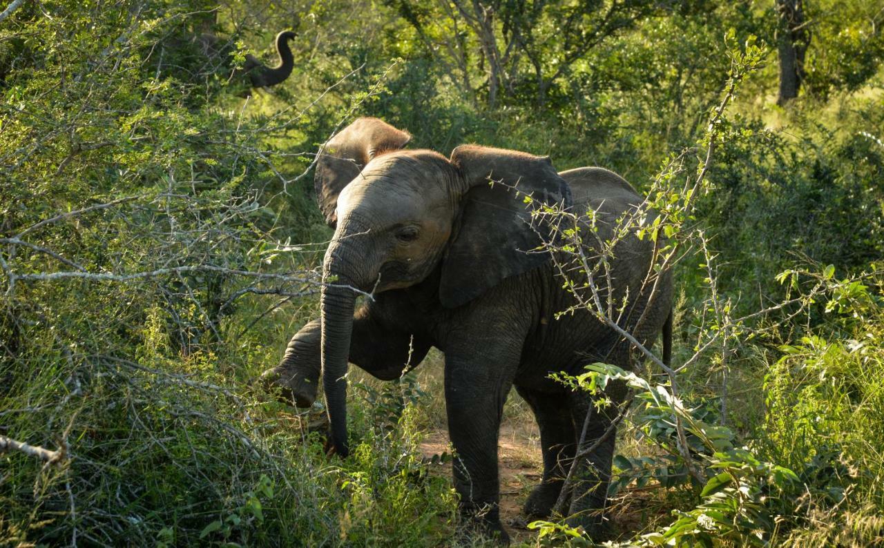 Lion Sands Narina Lodge Sabi Sand Game Reserve Buitenkant foto