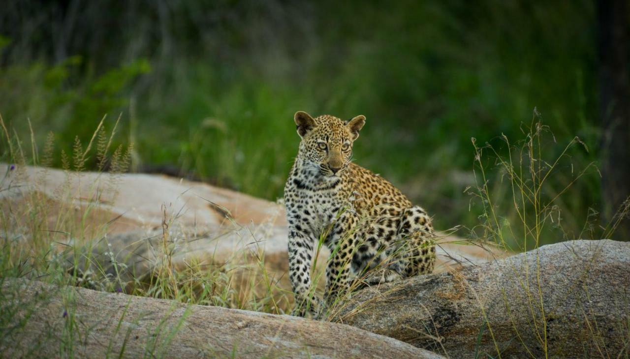 Lion Sands Narina Lodge Sabi Sand Game Reserve Buitenkant foto